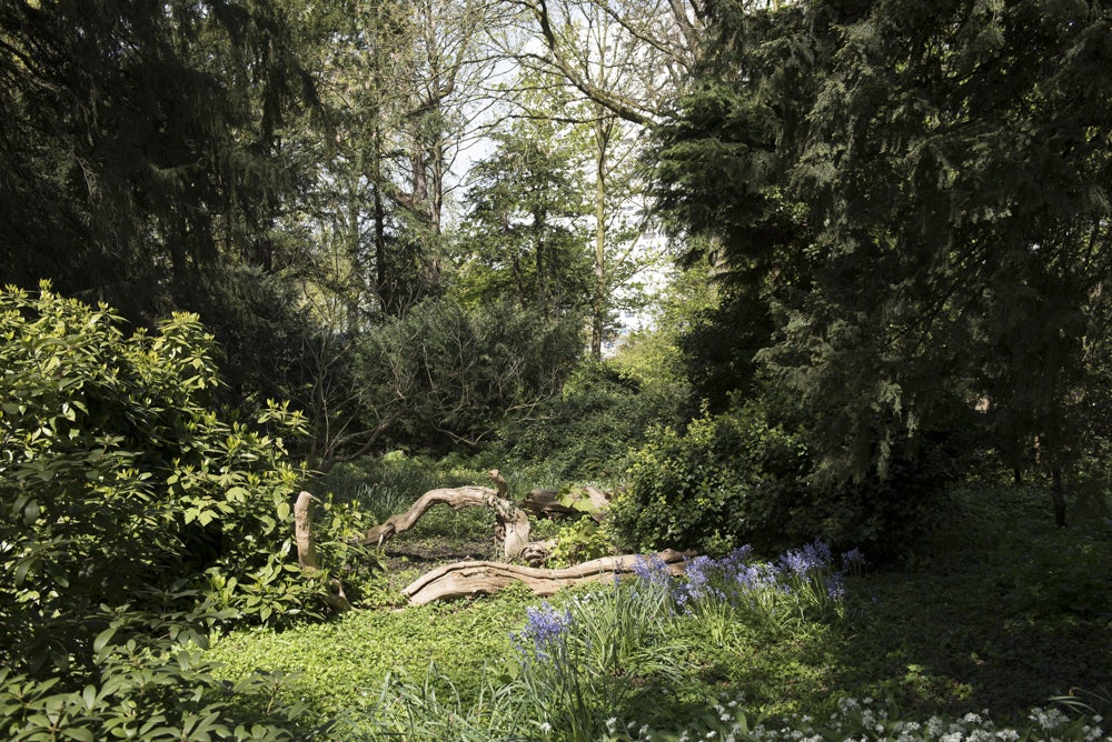 Schoonoord park in Rotterdam