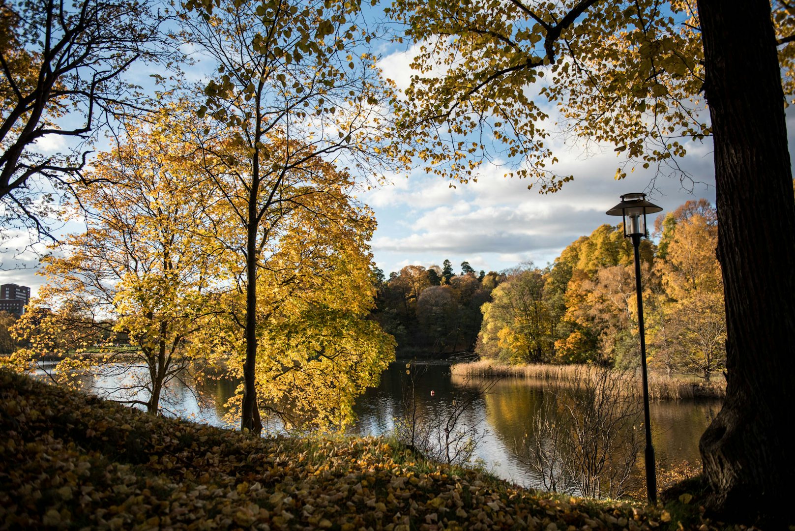 trees during autumn in Bellevueparken Stockholm