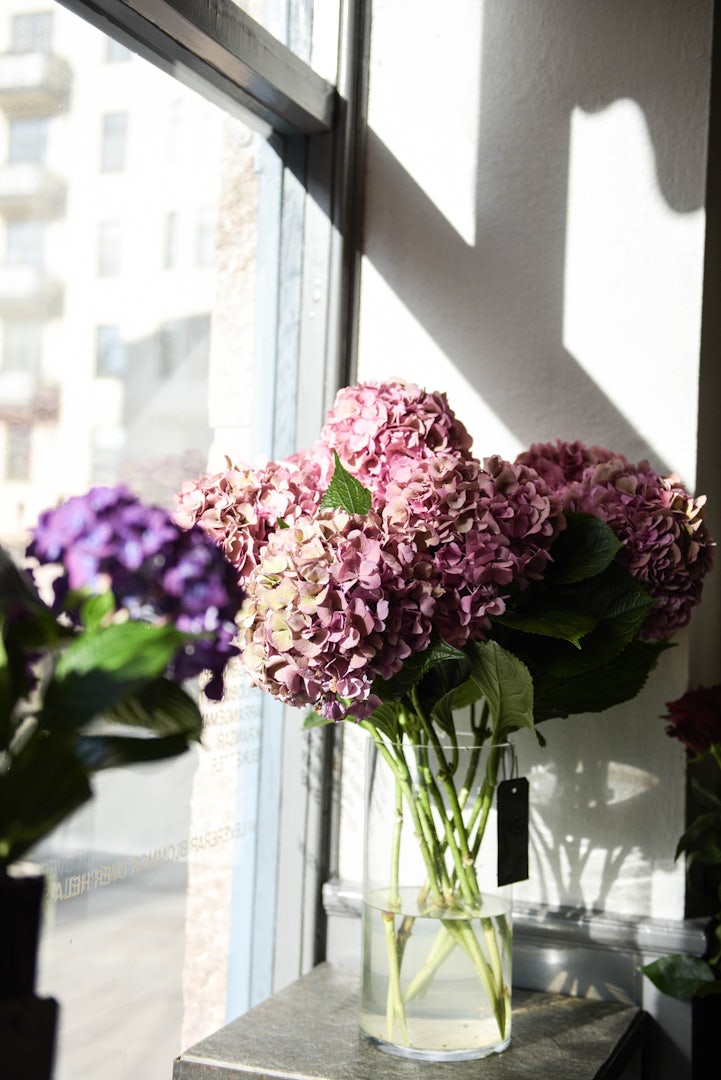 pink Hydrangea flowers from Bladverket