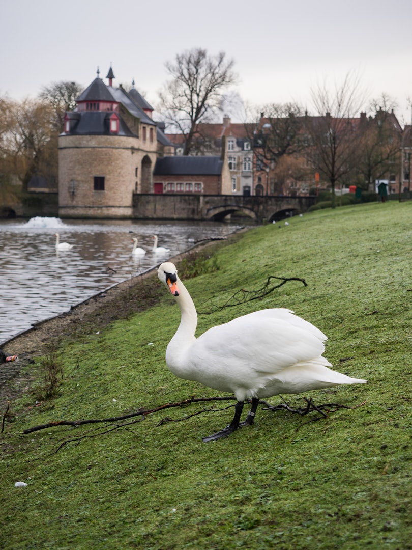 Swan in Bruges