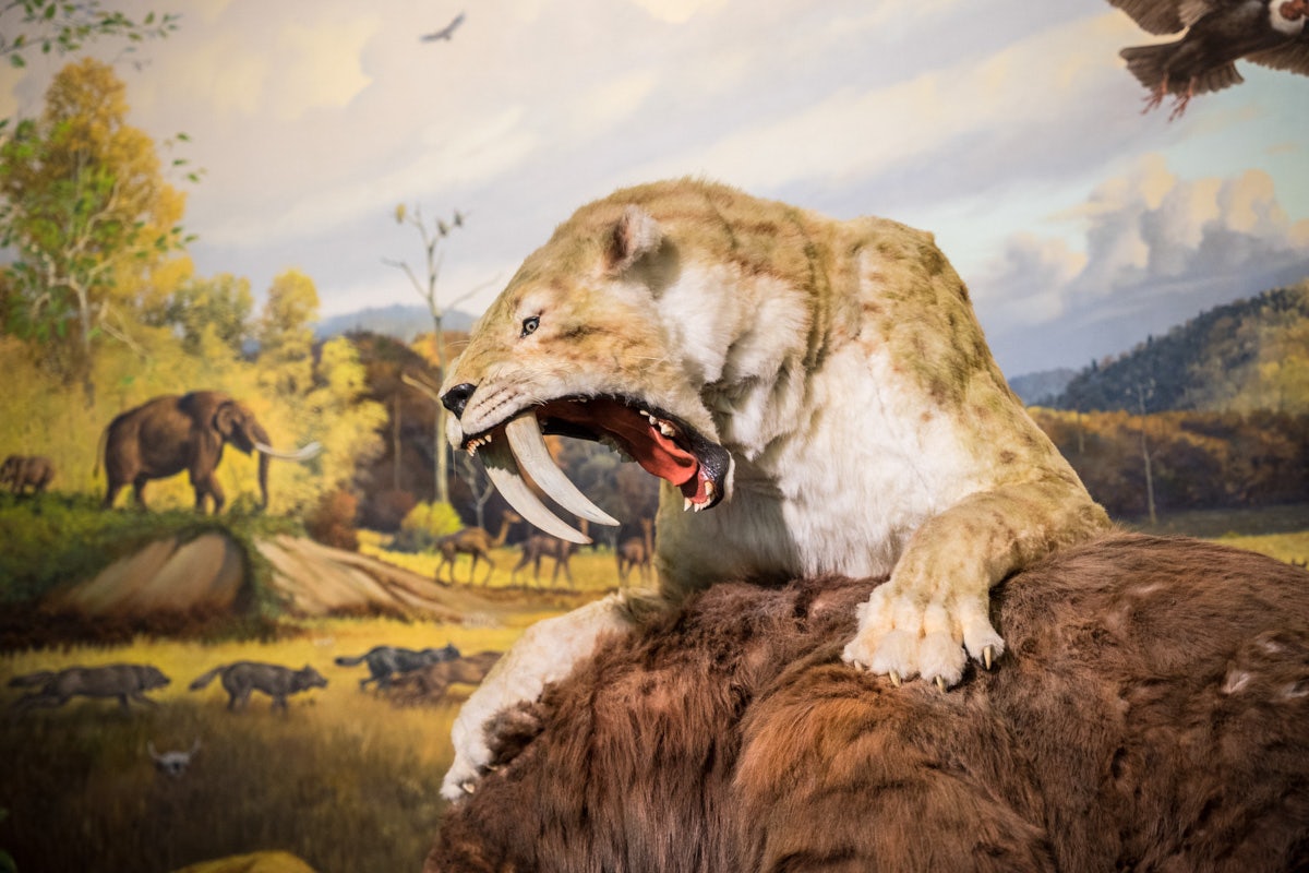 a saber-toothed cat at La Brea Tar pits