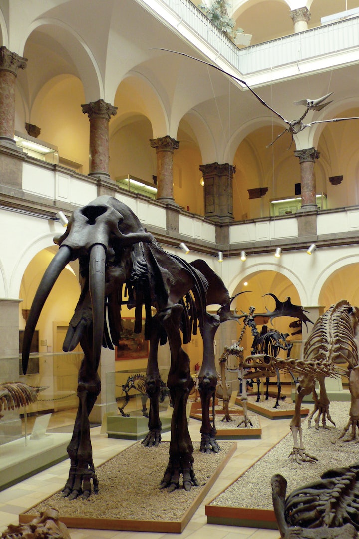 skeleton of a mammoth at the Paläontologisches Museum