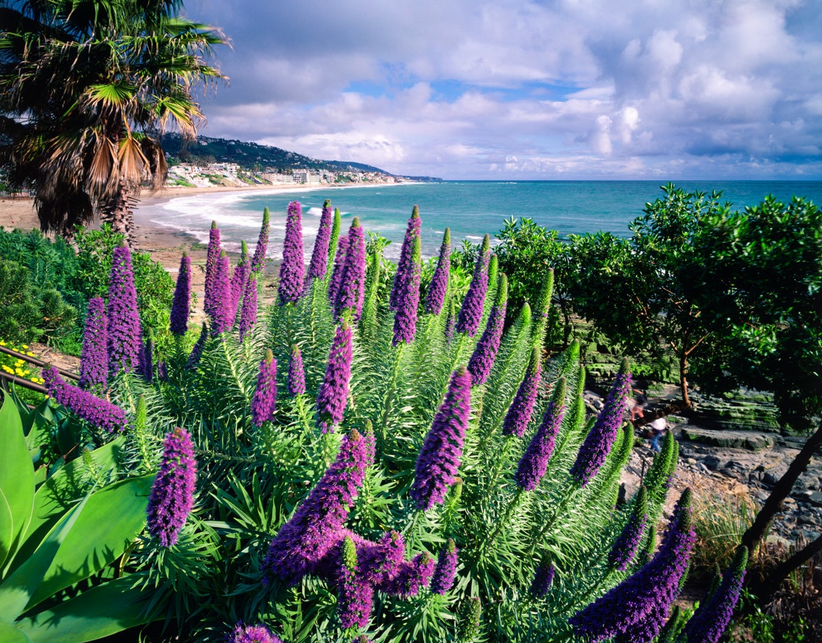 purple flowers and a view over Laguna Beach in LA