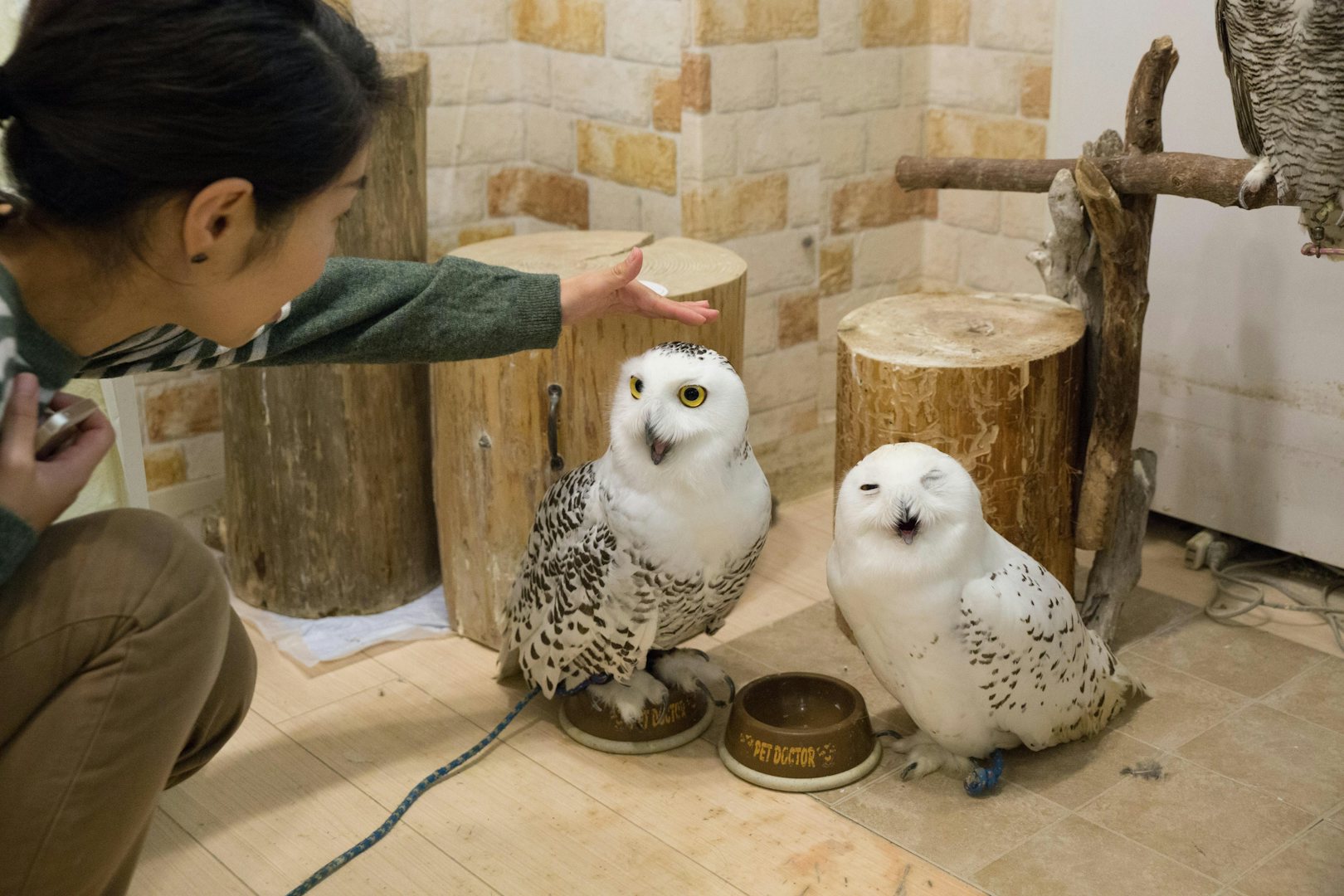 The 5 most interesting animal cafes in Tokyo | The 500 Hidden Secrets The 5 most interesting animal cafes in Tokyo | The 500 Hidden Secrets