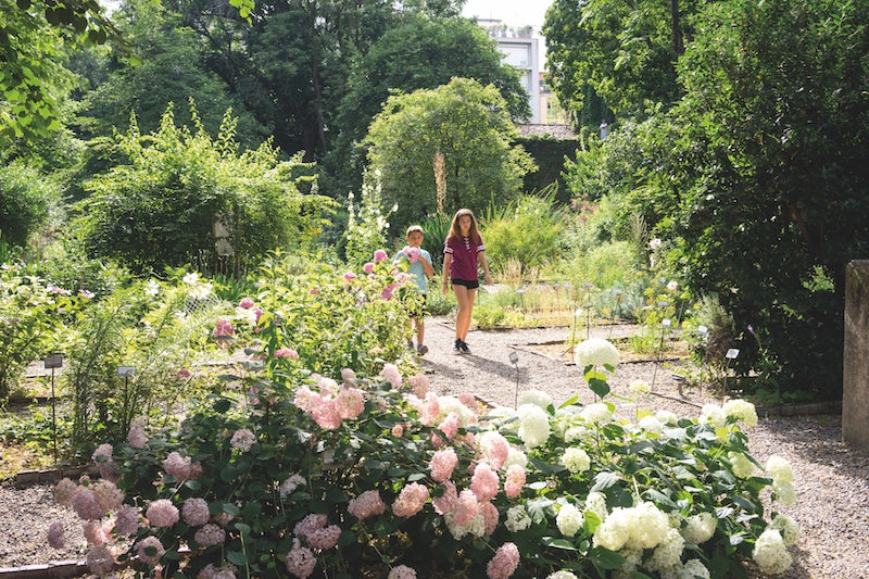 roses at the garden of Brera