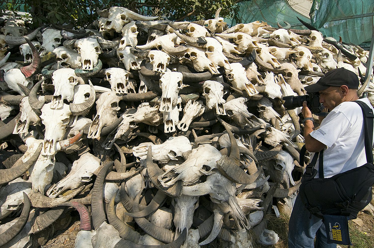 Wat Hua Krabeu buffalo skulls