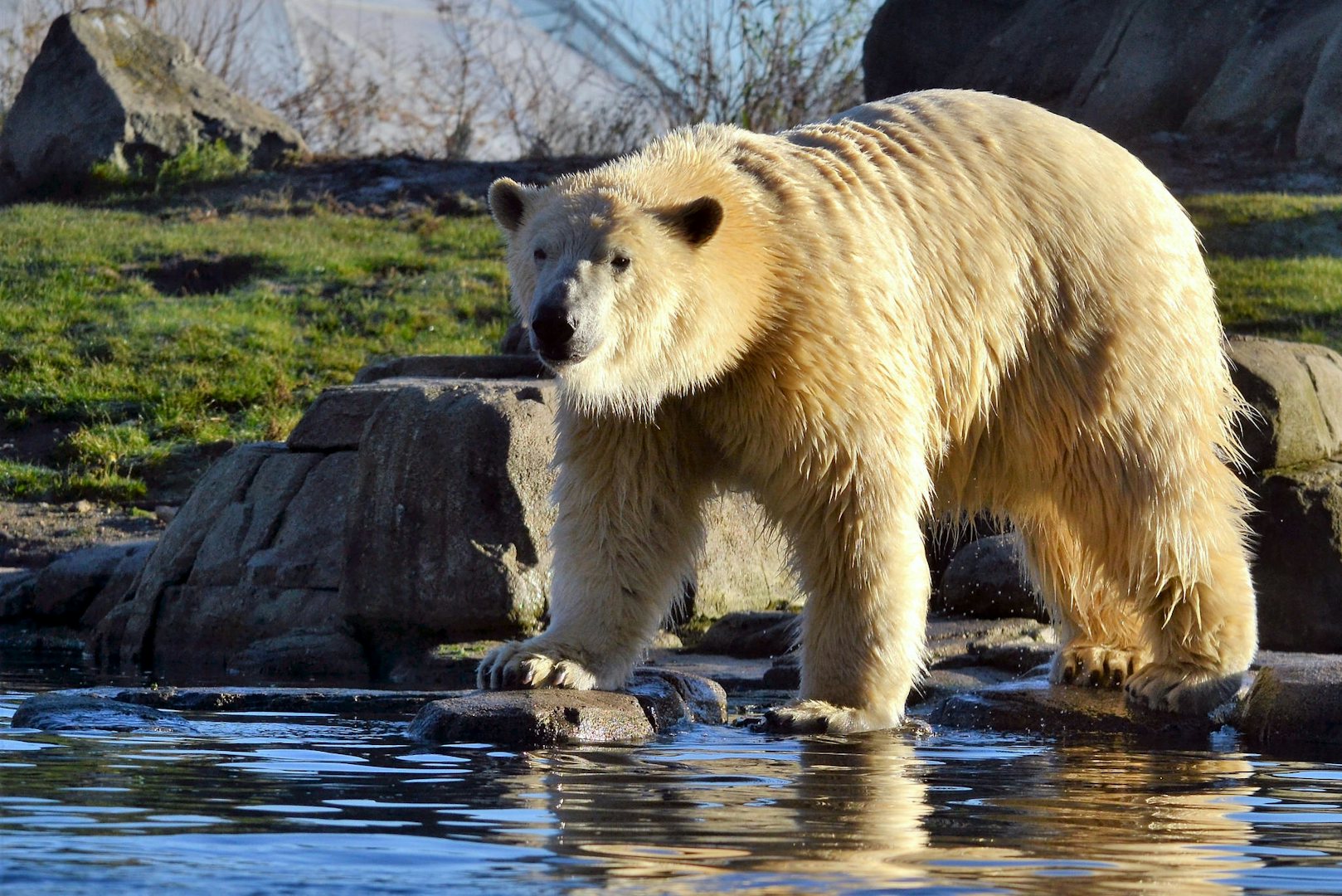 Polar Bear at Blijdorp Zoo