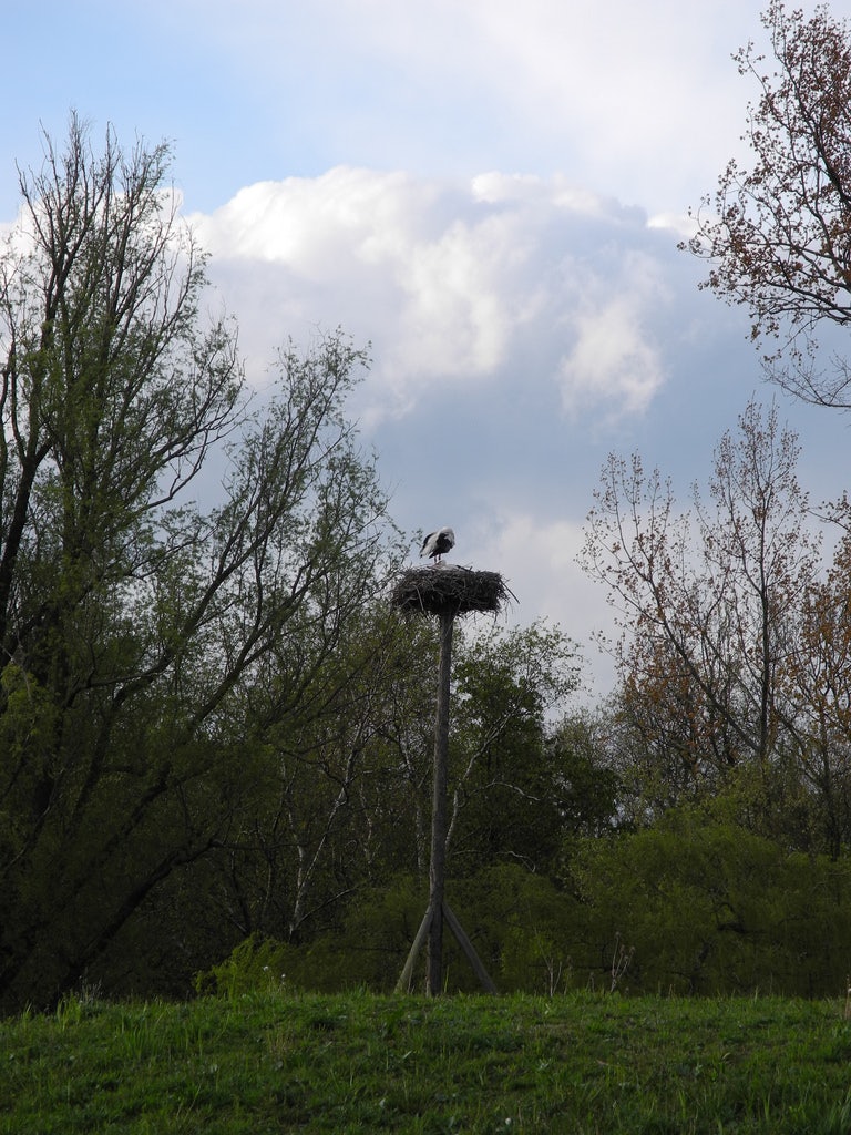 a Stork's nest at the Vondelpark in Amsterdam