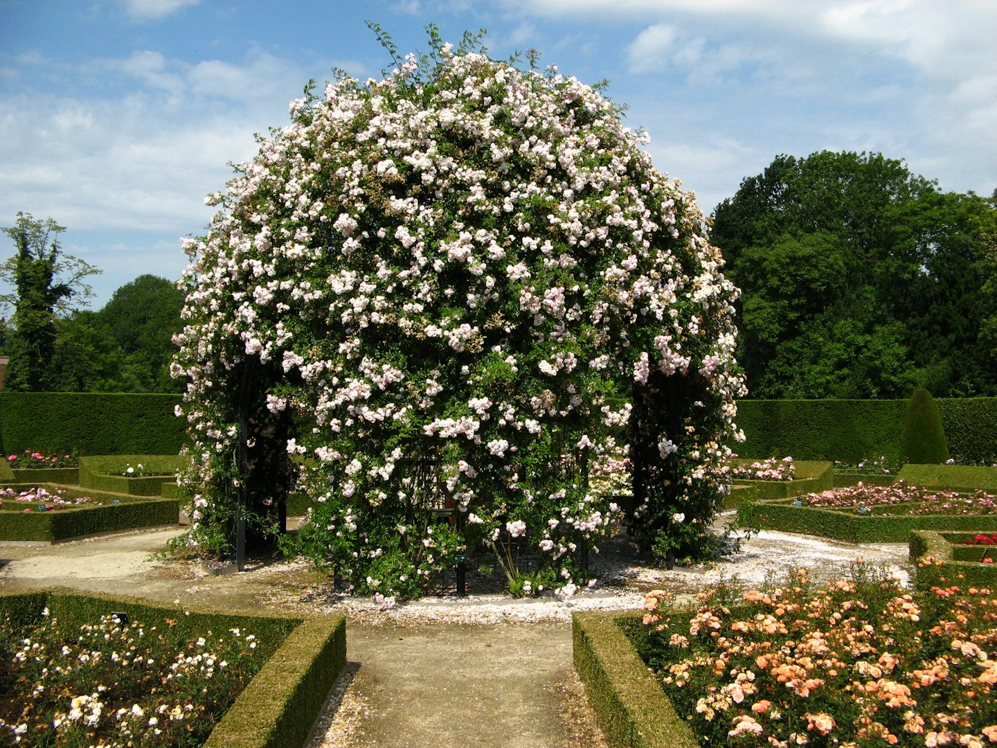 a giant bush of white roses at the Coloma Rose Garden