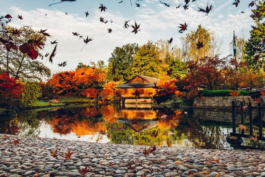 Japanese Garden during autumn