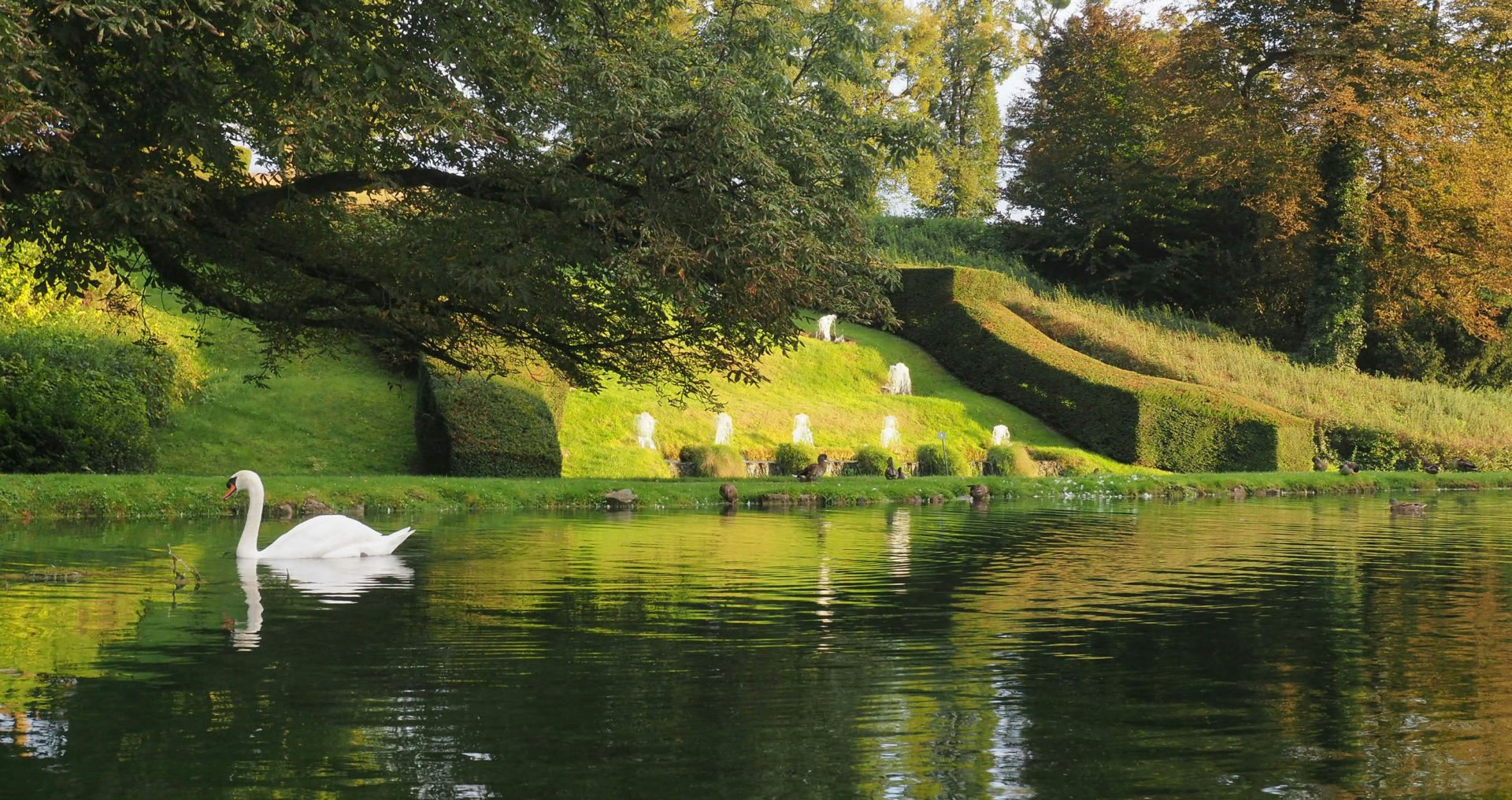 a swan in the pond of the Les Jardins d'Annevoie