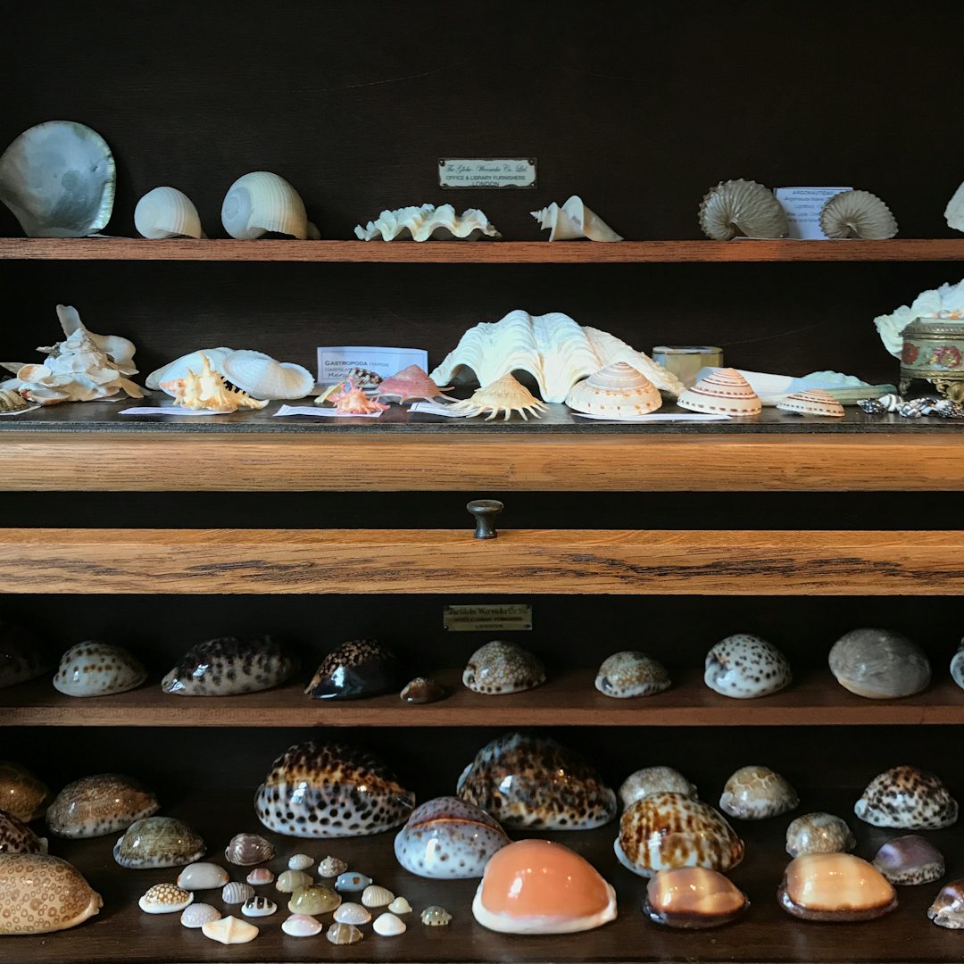 shells on display at Schelpenmuseum