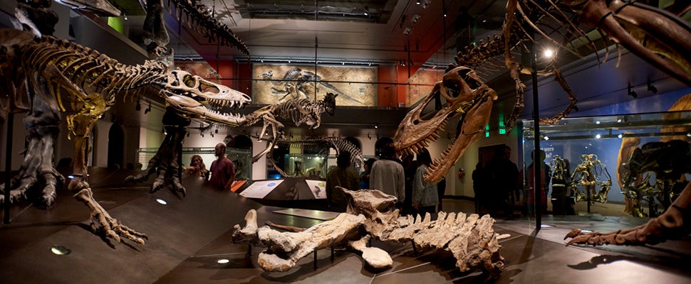 dino hall natural history museum