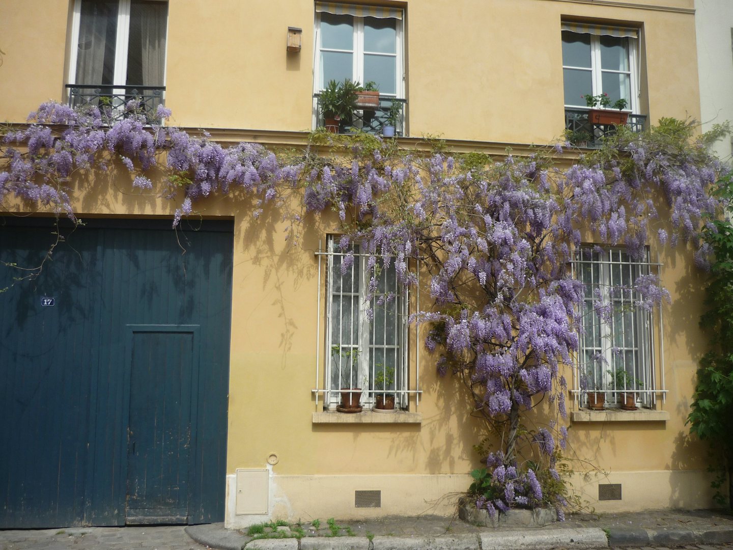 wisteria plant at a yellow façade