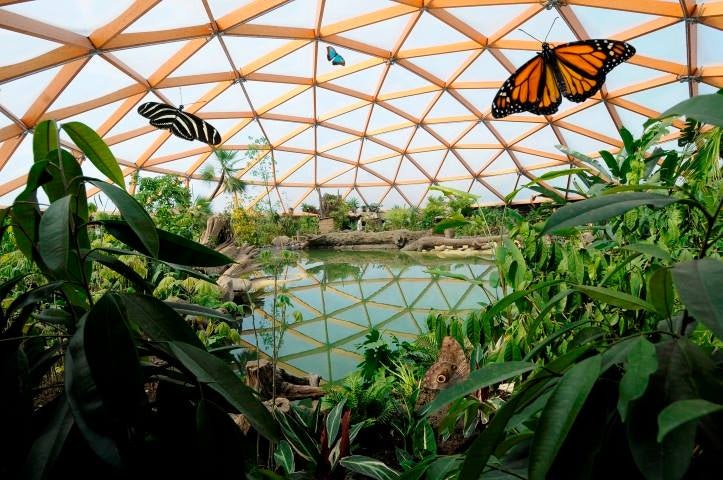 plants and butterflies at Amazonica