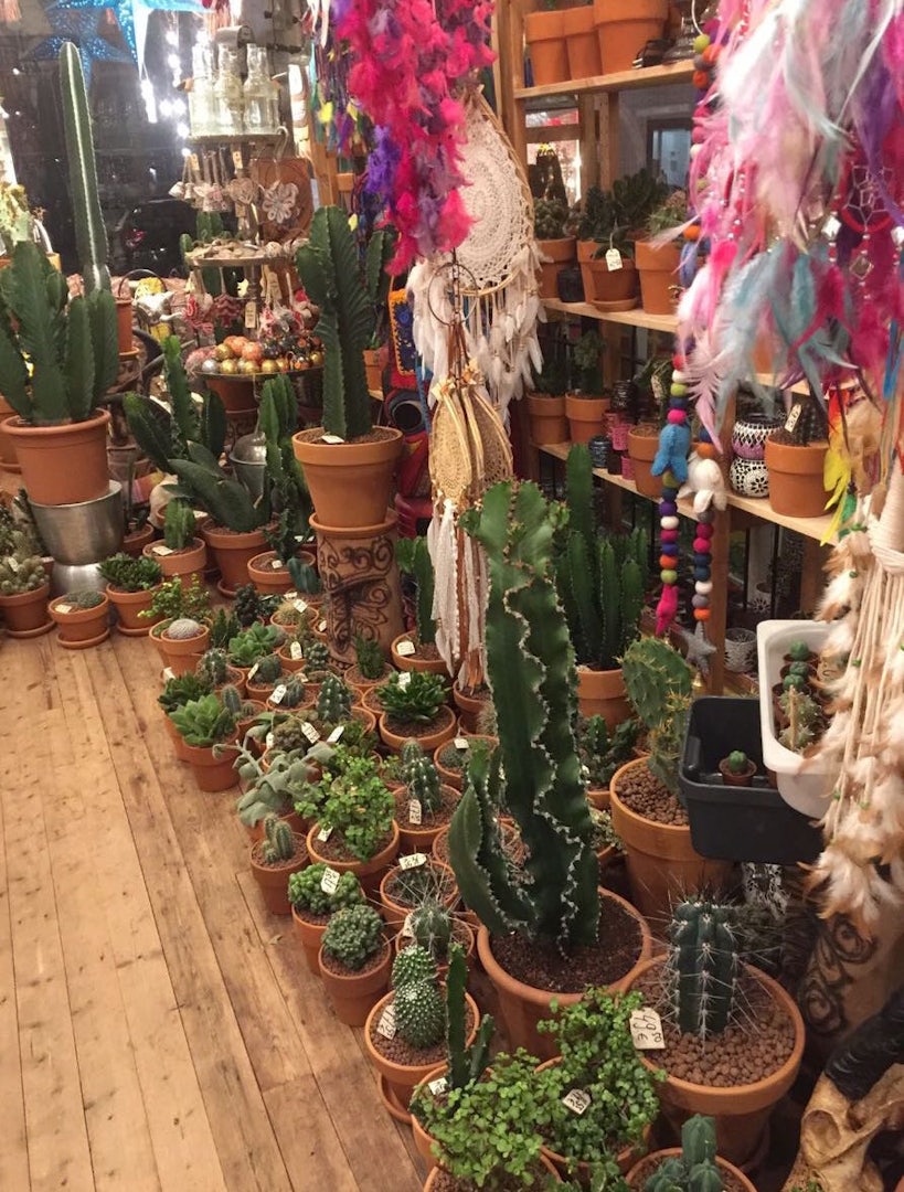 small and big cacti at Danny de Cactus