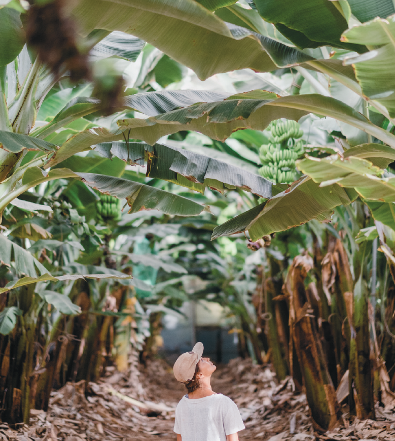 banana trees in Finca Las Margaritas