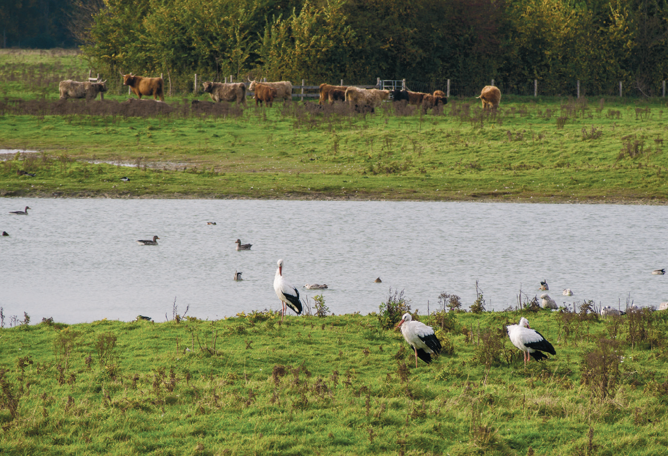 storks in Het Zwin