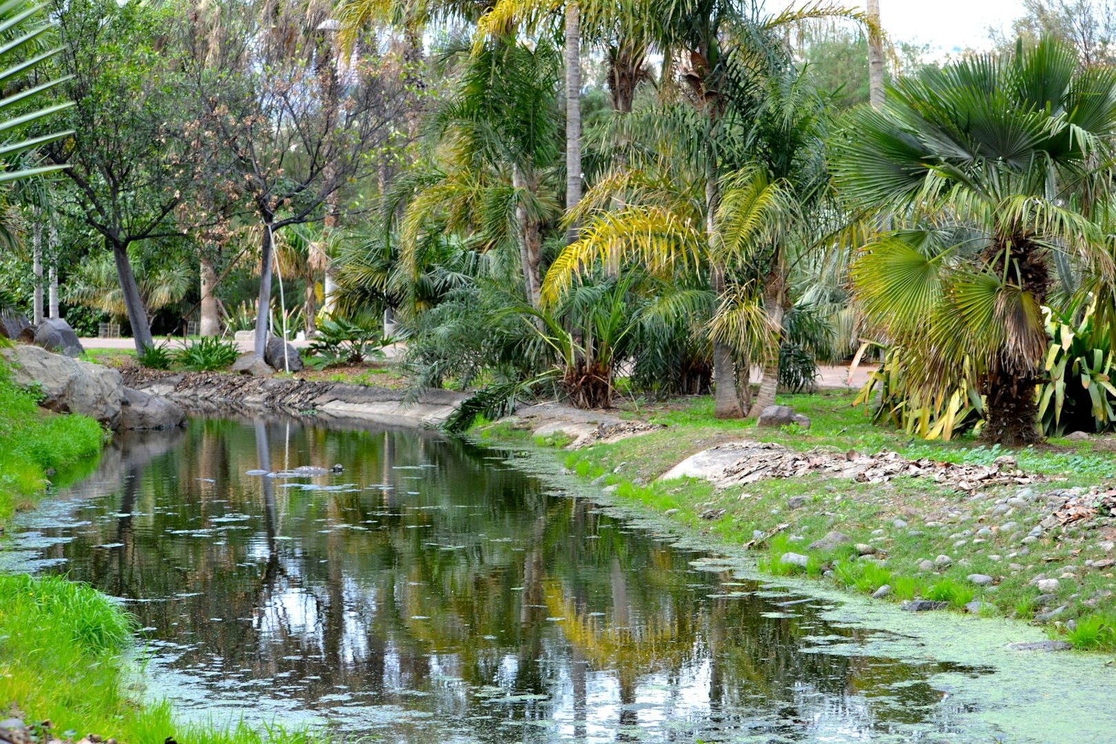 Palmetum botanical garden