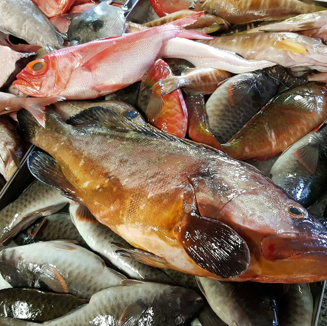 fish from La Pimienta restaurant
