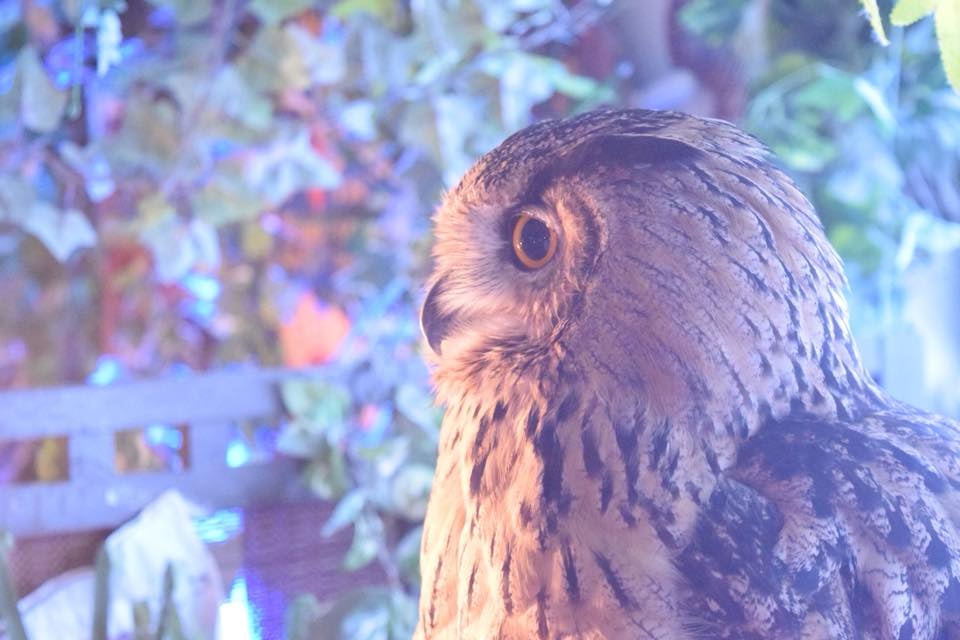 an owl at Forest of Owl cafe
