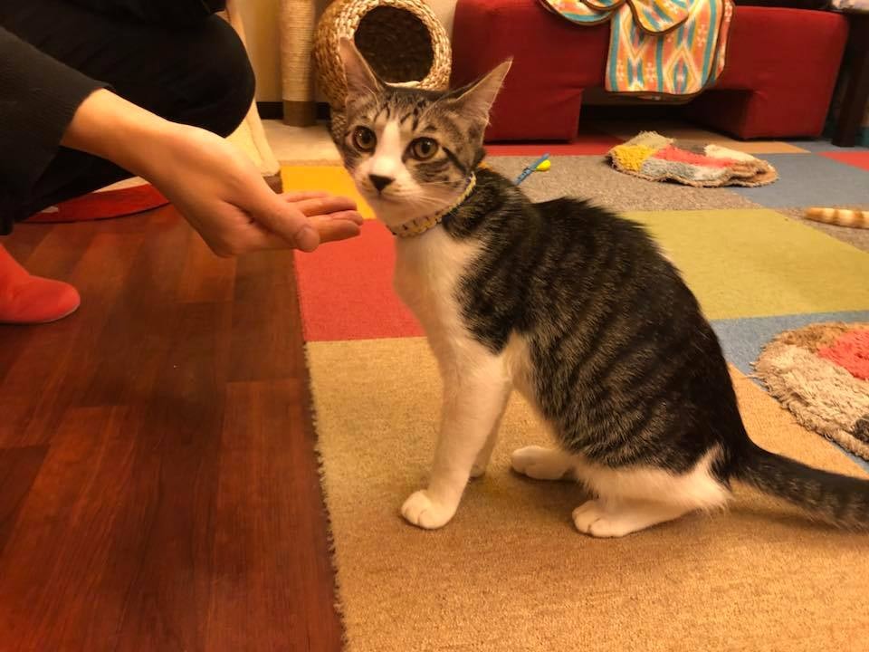 a white with grey striped cat at Miagolare cat cafe