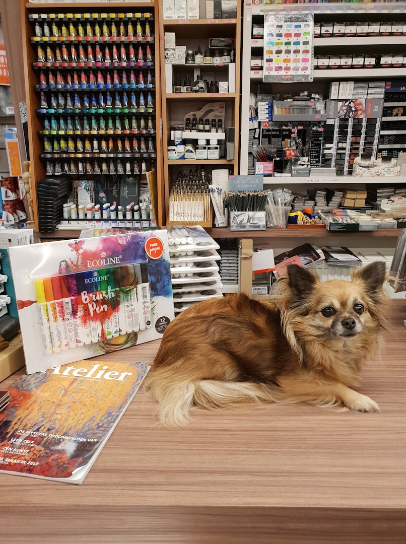 Brugge - Chihuahua on the counter of Huis van Loocke