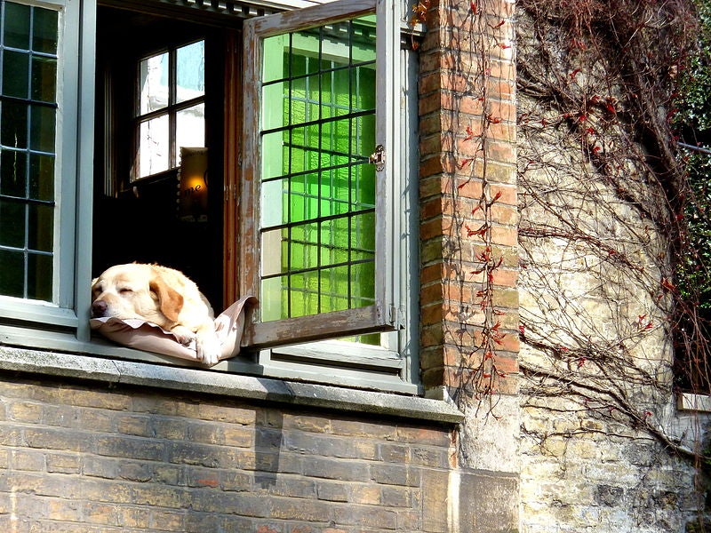 Fidèle the Dog in Bruges