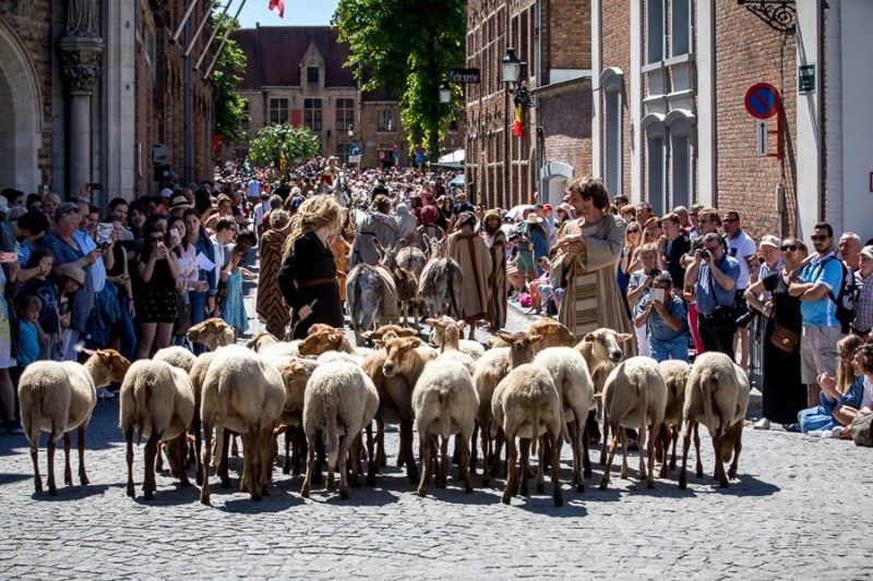 Sheep during the Holy Blood Procession