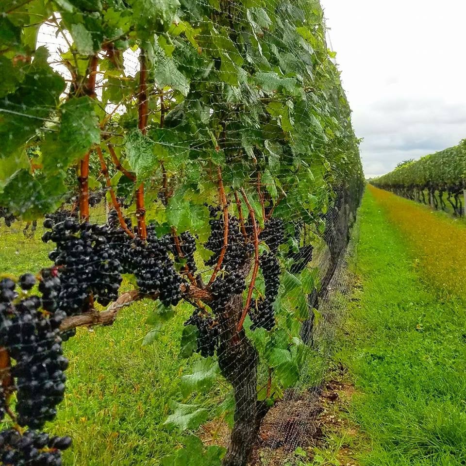 North Folk Wine Vineyard