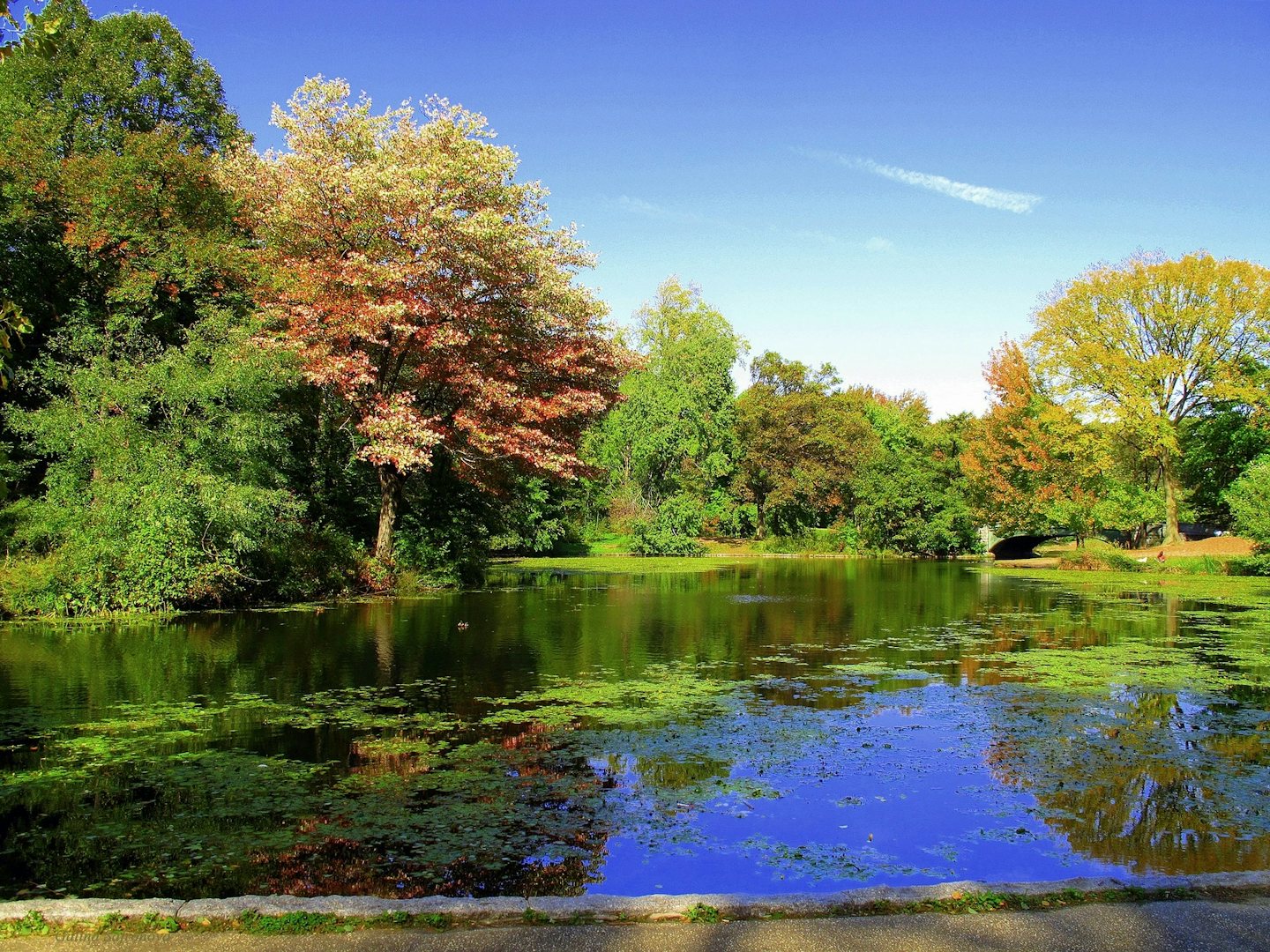 pond at Prospect Park