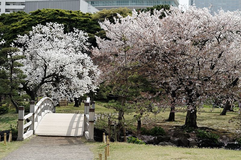 cherry blossoms at Hamarikyu Gardens