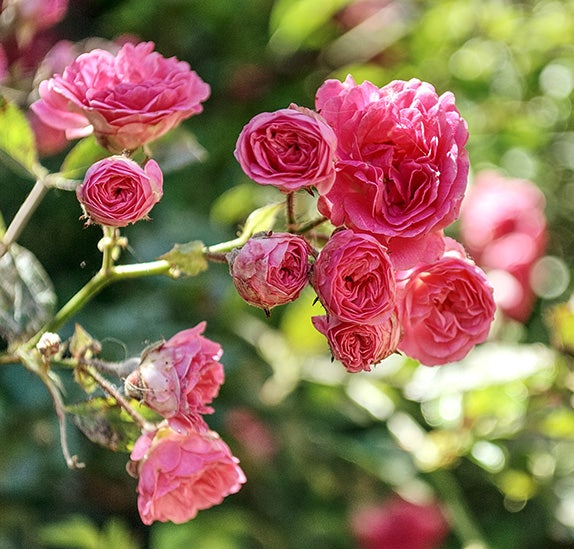 pink roses at Laguna Fiorita