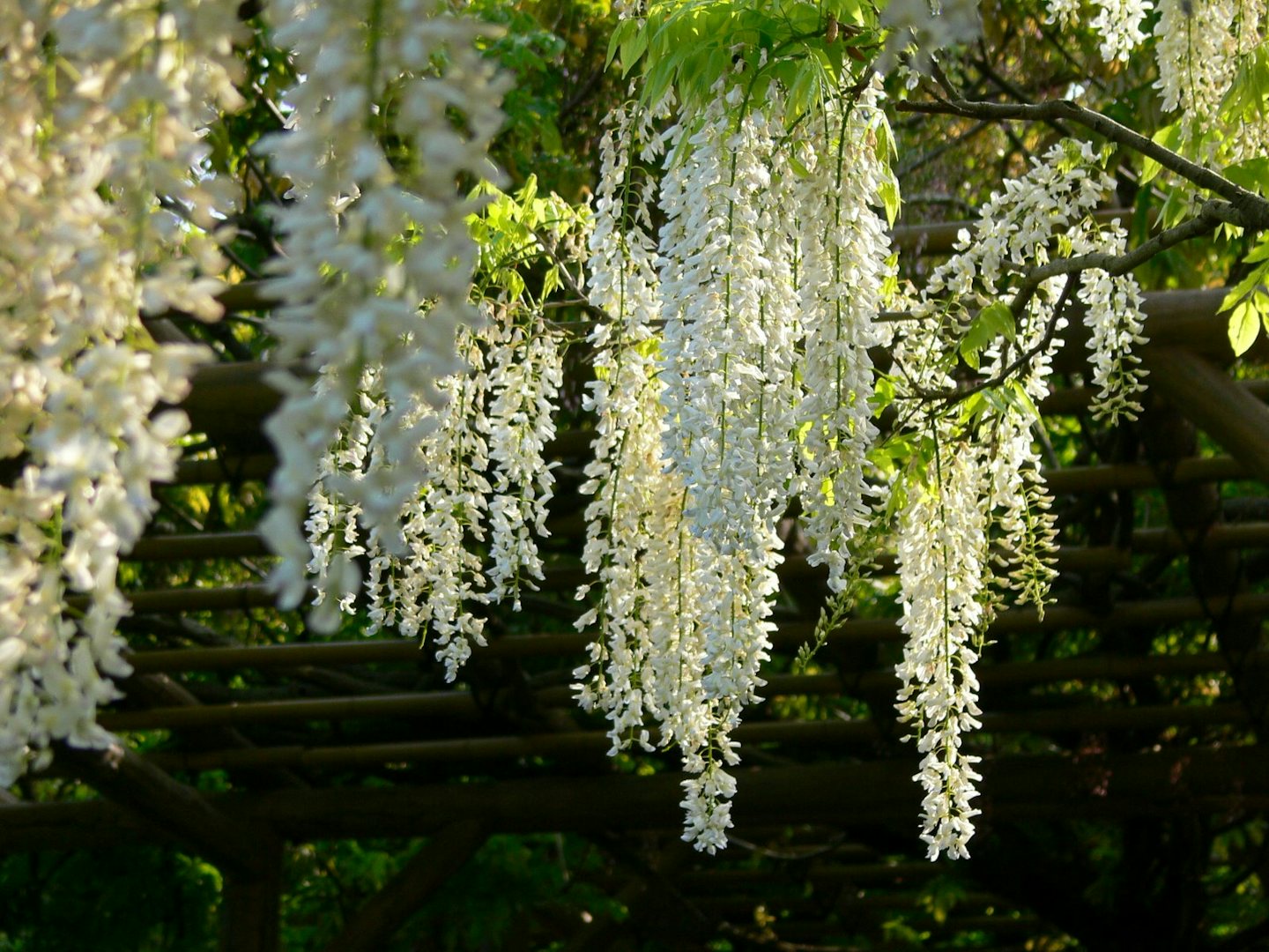 White Wisteria