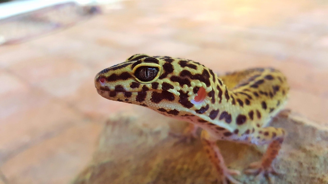 a yellow and black coloured lizard at Hachurui Kukan