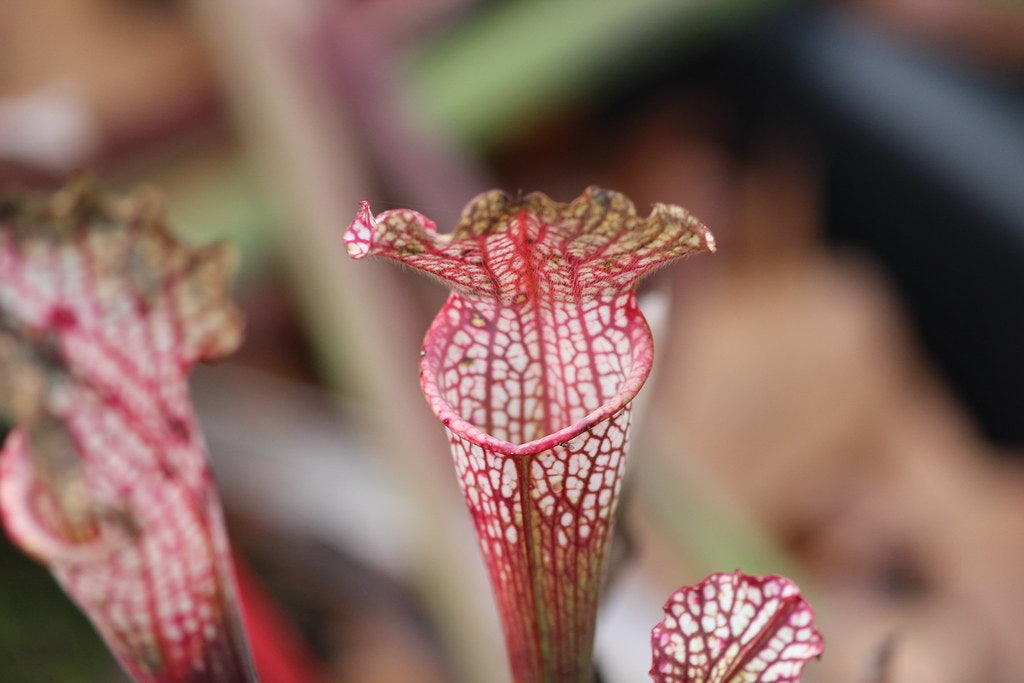 a carnivorous plant