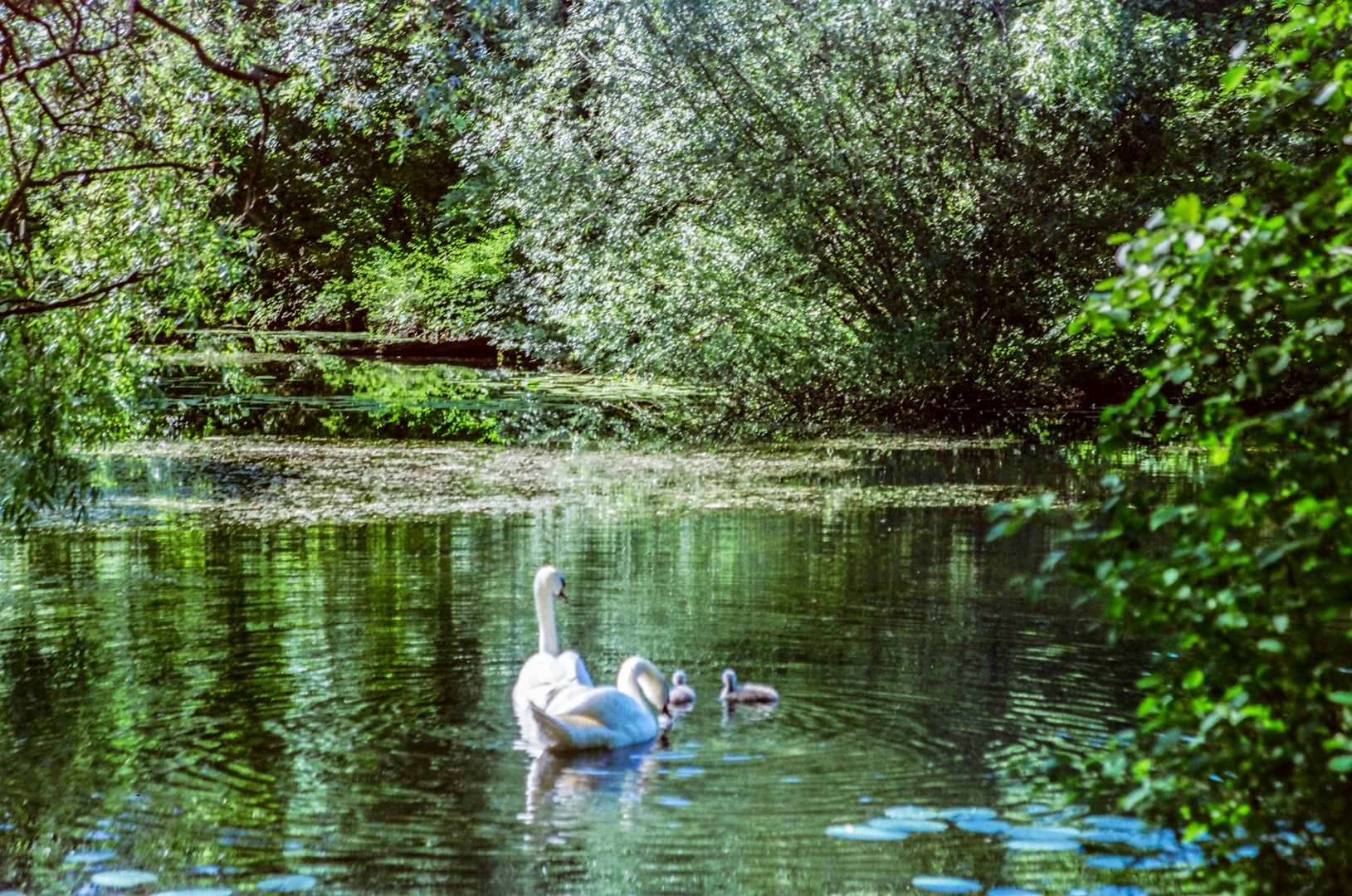 a swan at Østre Anlæg Park