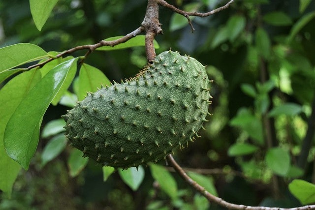 Guanábana fruit in a tree