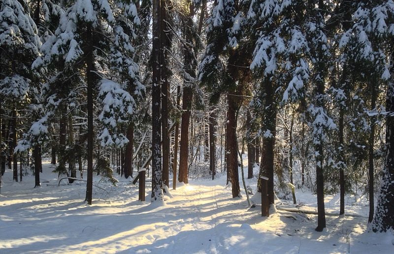 Lill-Jansskogen forrest during winter
