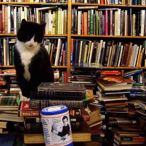 a cat on tops of books at  Voltaire and Rousseau store