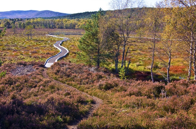 boardwalk at the Muir of Dinnet nature reserve in Scotland