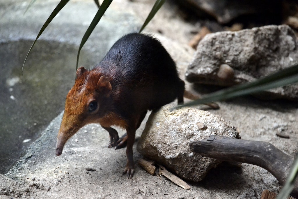 a little Black and rufous elephant shrew