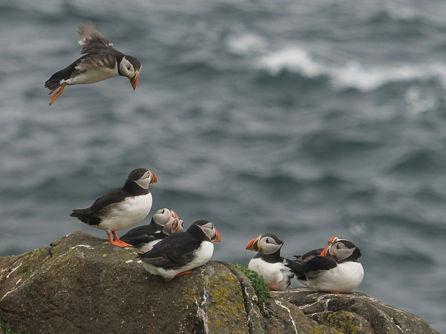 puffins at the Isle of May in Scotland