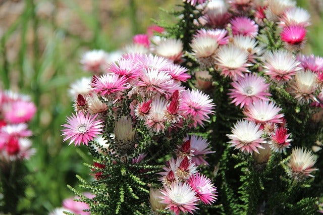 a bus of pink flowers