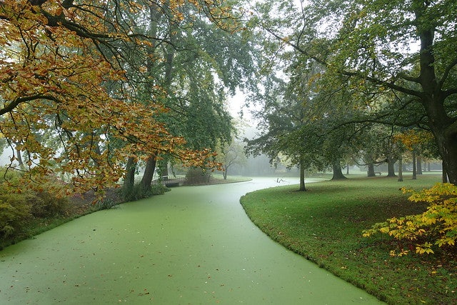 a pond at the Park in Rotterdam