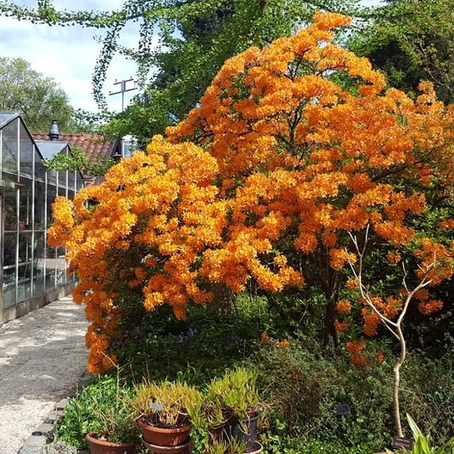a tree with orange flowers at the Trompenburg Tuinen