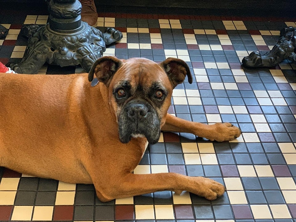 a dog at Dogpatch Saloon