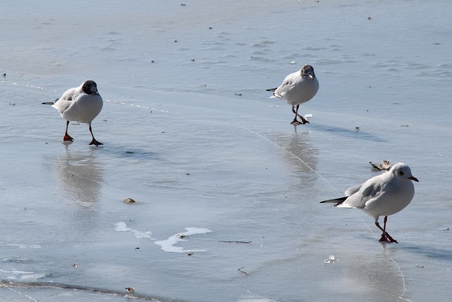 three seagulls at the Elbstrand in Hamburg