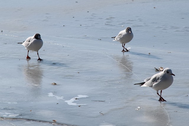 three seagulls at the Elbstrand in Hamburg 