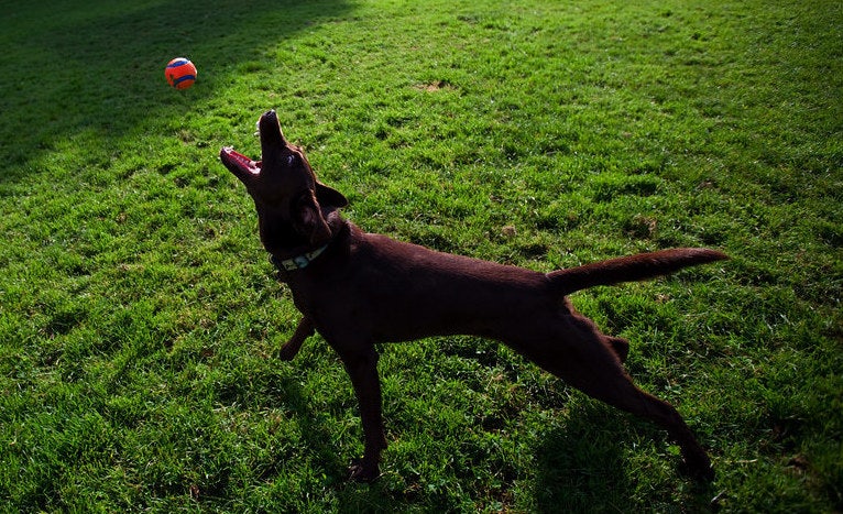 a brown labrador playing with a ball in the park